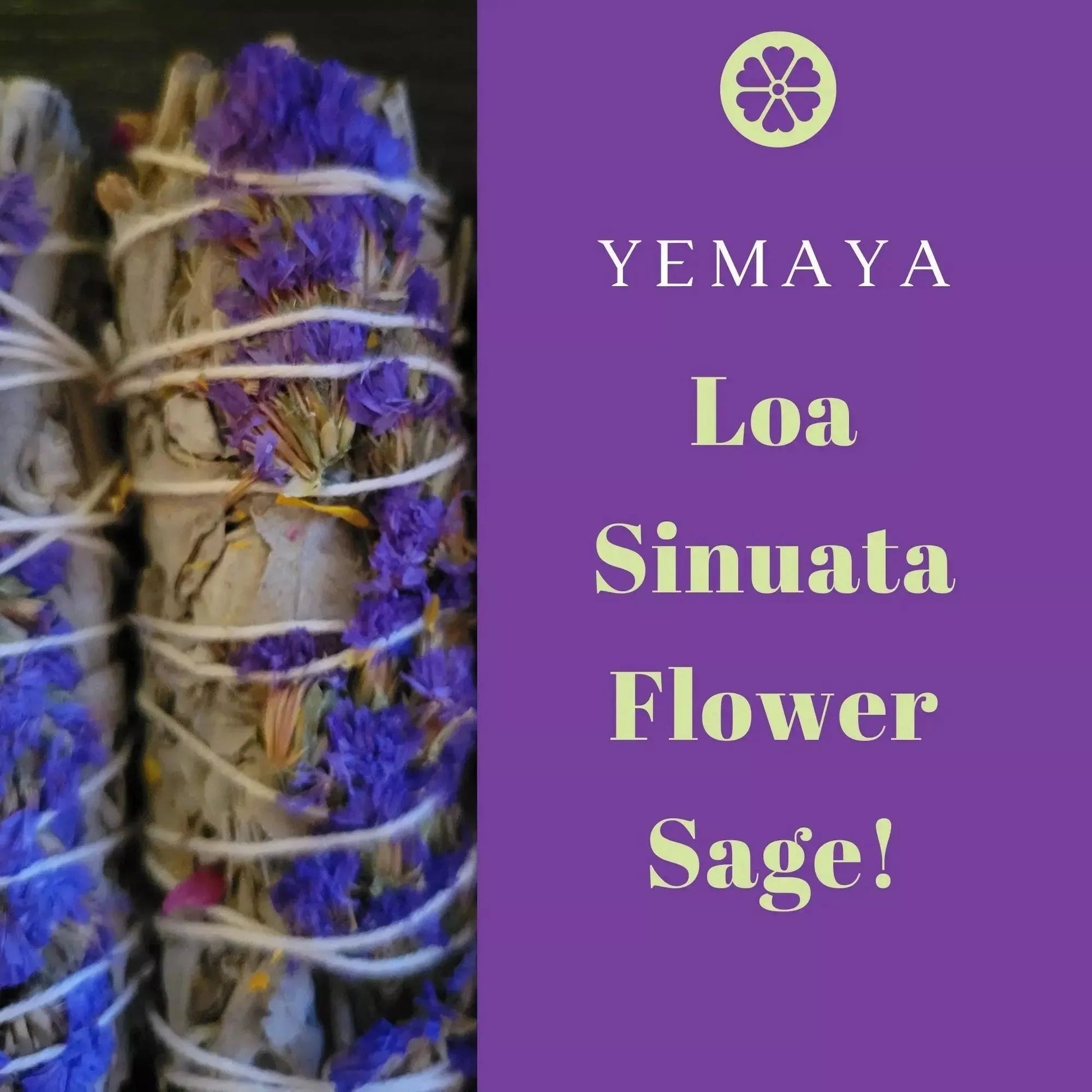 Yemaya Loa Sinuata Flower Sage - Godiva Oya Bey